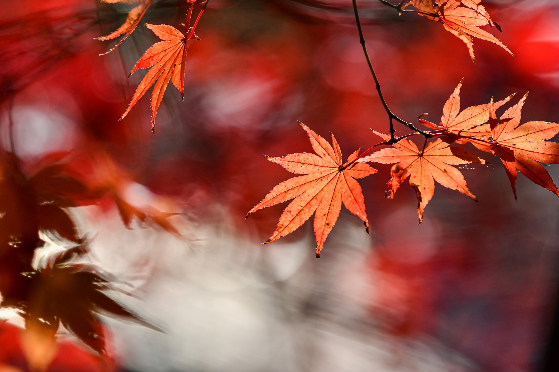 autumn-6820879_1920 japon1