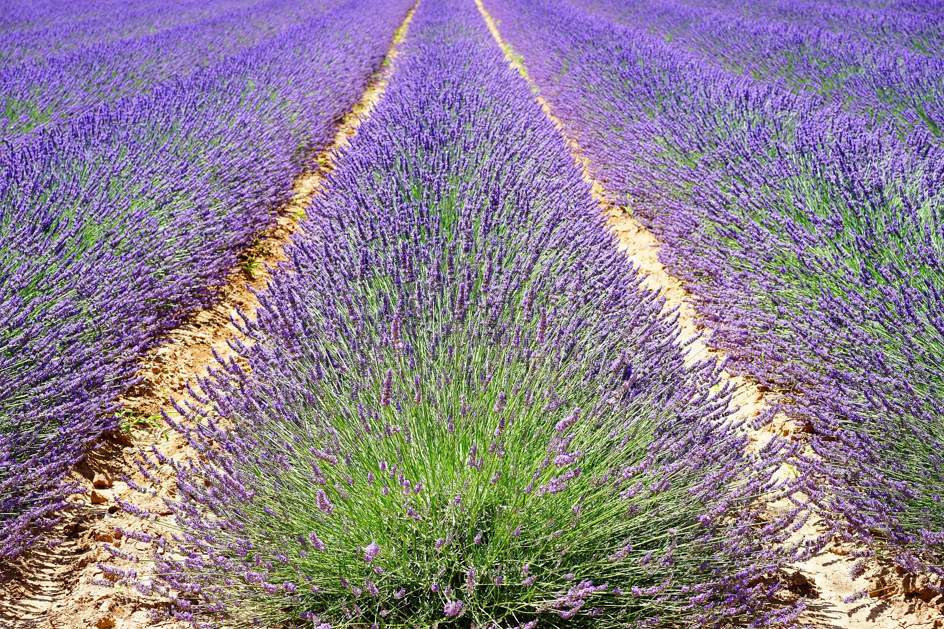 lavender-1595490_1920 champ lavande1